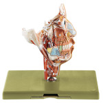 Nerves & blood vessels of the facial skull model